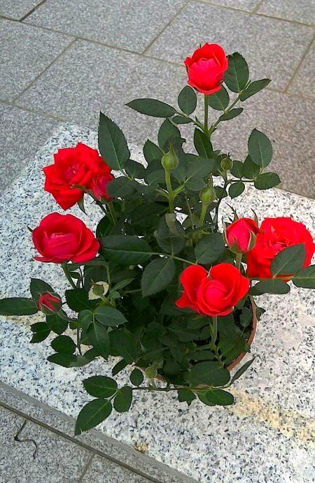 Beautiful Nature image