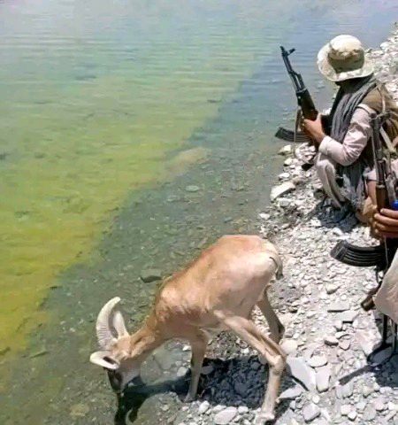 "جب بندوق باشعور انسان کے ہاتھ میں ہو، تو اس کے سائے میں نہ صرف انسان بلکہ جانور بھی خود کو محفوظ سمجھتے ہیں۔"📚🖊️🖊️🖊️