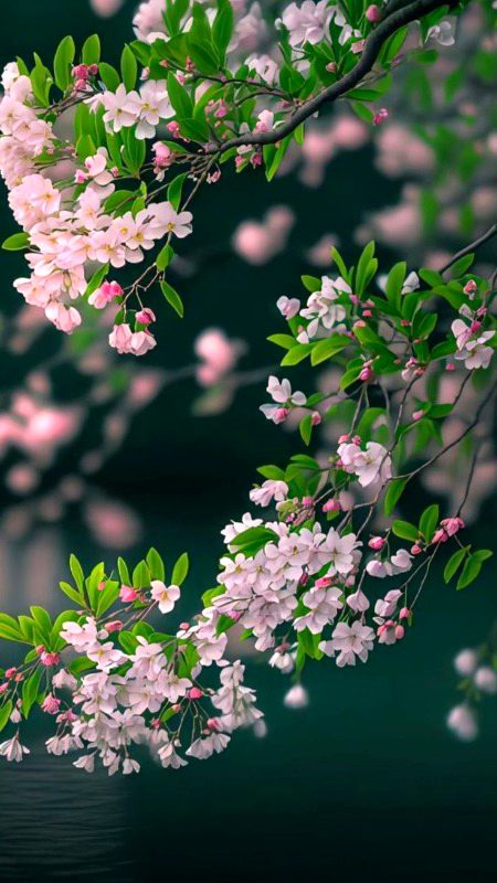 Beautiful Nature image