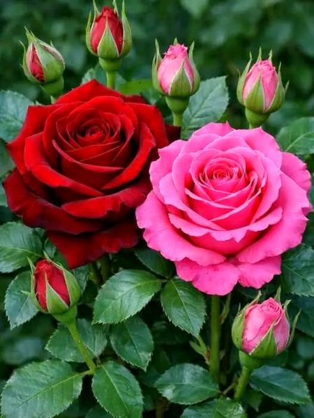 Beautiful Nature image