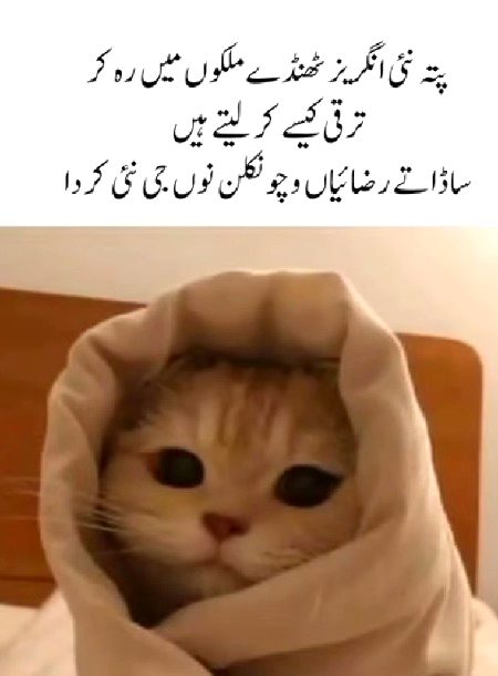 Memes & Satire image