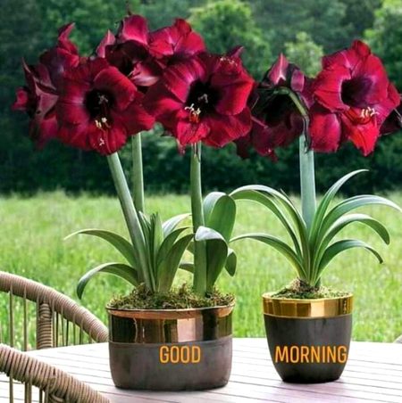 Morning friends have a great day