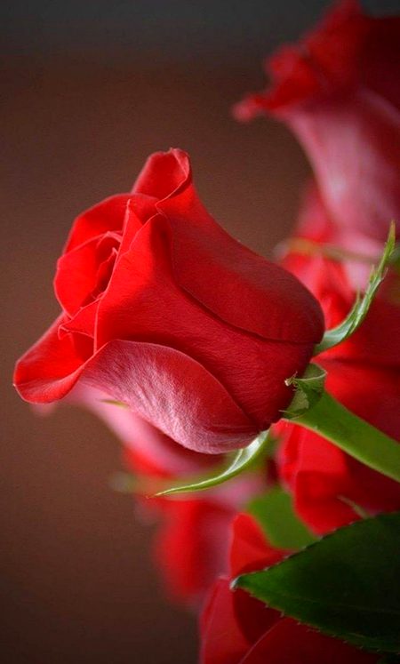 Beautiful Nature image