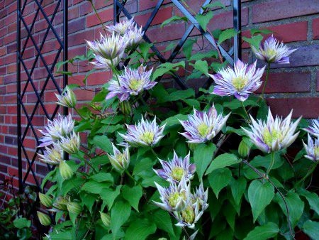 Beautiful Nature image