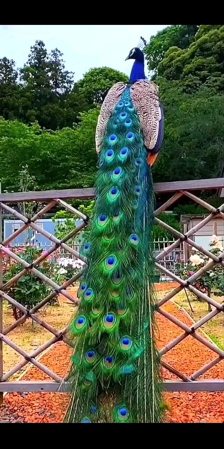 Beautiful Nature image