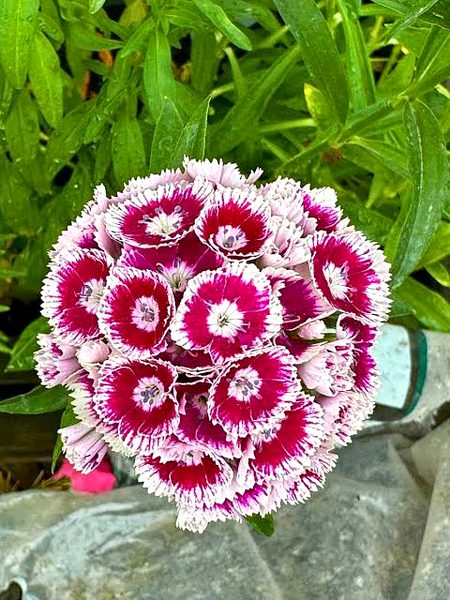 Beautiful Nature image