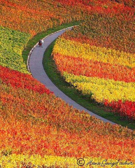 Autumn Colors in Heilbronn, Germany.🇩🇪
