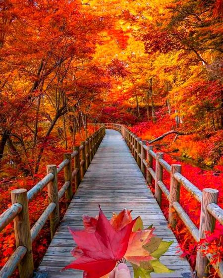 Beautiful Nature image