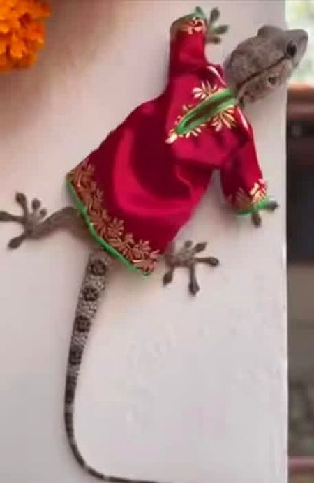 سردی بہت زیادہ ہے لہذا اپنے آس پاس پرندو اور جانوروں کا خاص خیال رکھا جائے شکریہ