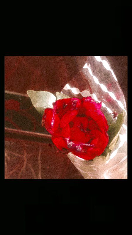 Obsessed with Flowers... 🌹🌷💐🥀🌸🌼