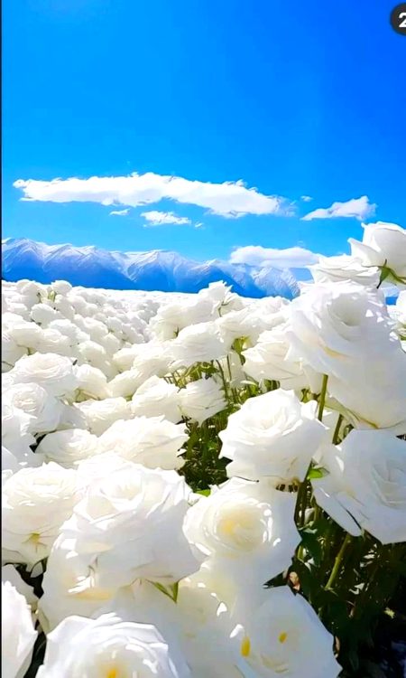 Beautiful Nature image