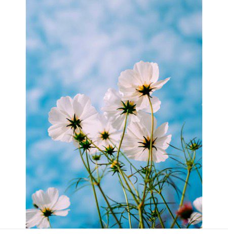 Beautiful Nature image