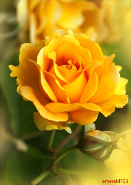 Beautiful Nature image