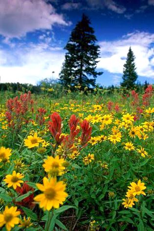 Beautiful Nature image