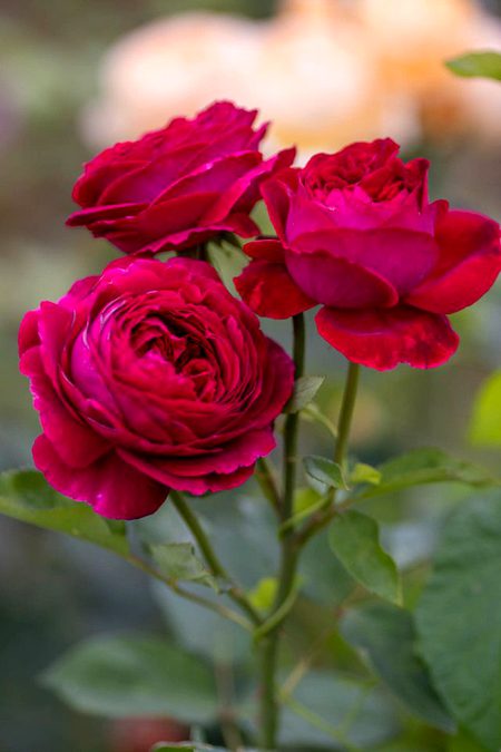 Beautiful Nature image