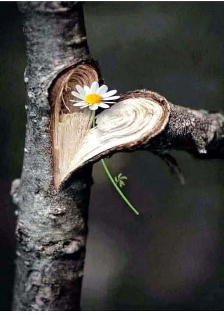 Beautiful Nature image