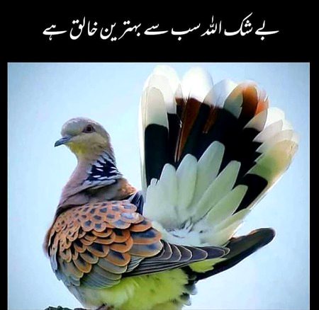 Beautiful Nature image