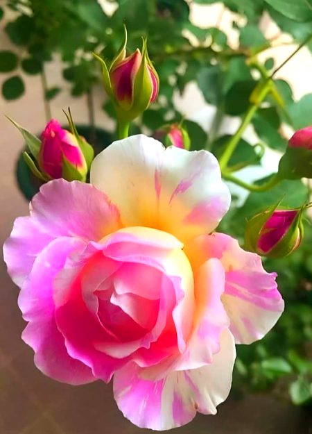 Beautiful Nature image