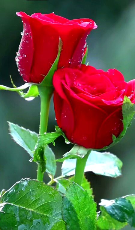 Beautiful Nature image