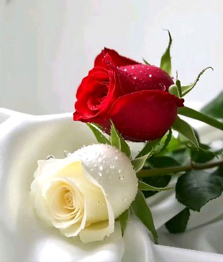 Beautiful Nature image