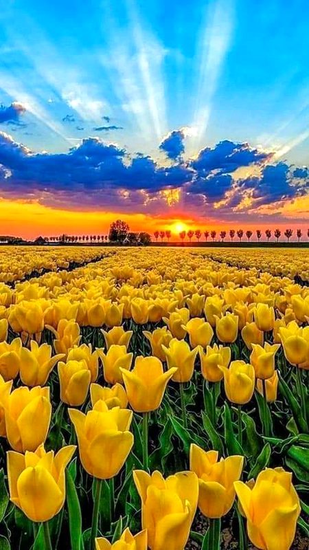 Beautiful Nature image