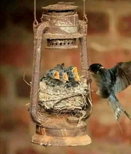 Beautiful Nature image