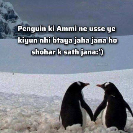 Penguen wala scene kiya hai bhaiii???👀