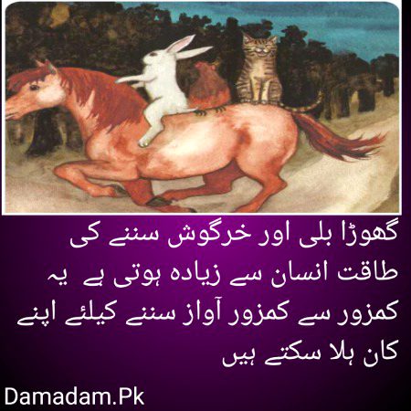 Damadam.Pk