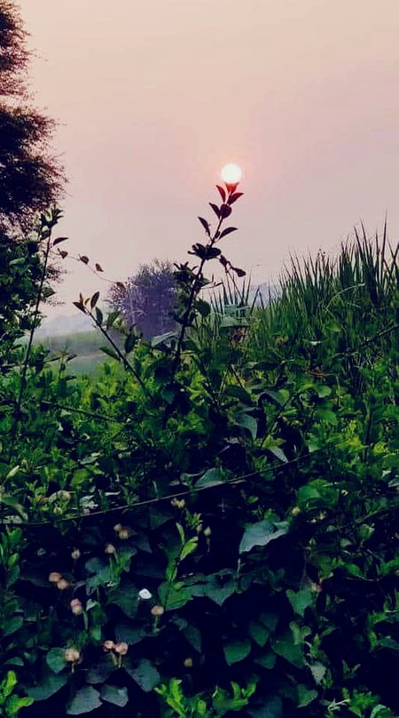 Beautiful Nature image