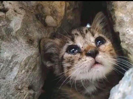 ایسی روح کو تکلیف نہ دو جو اپنے درد کو بیان نہ کر سکے🍁