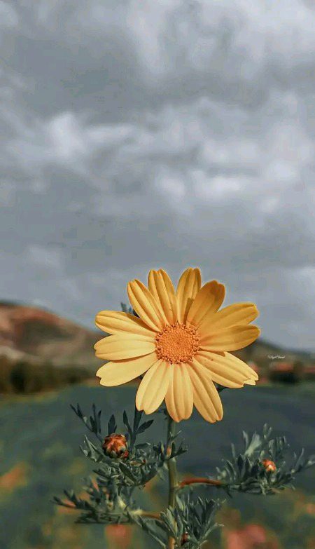 Beautiful Nature image