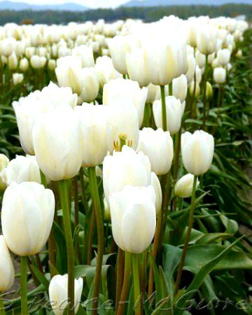 Beautiful Nature image