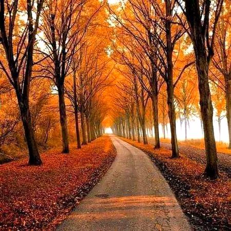 Beautiful Nature image