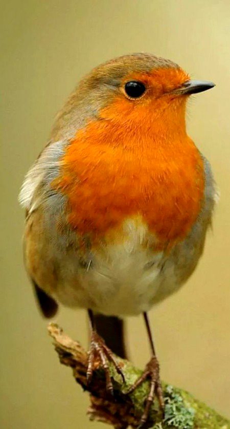 Beautiful Nature image