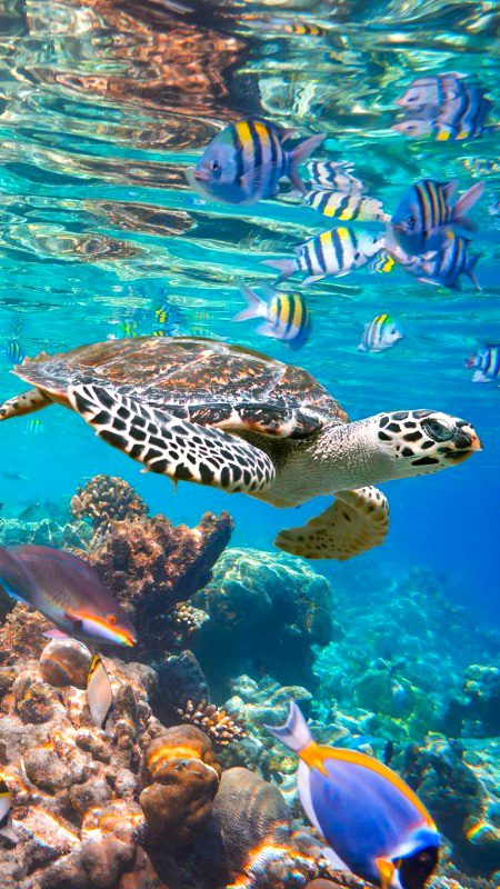Beautiful Nature image