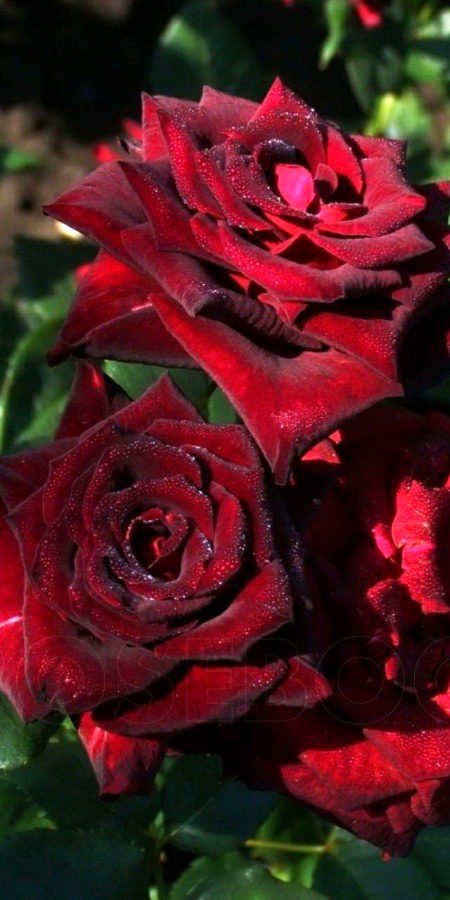 Beautiful Nature image