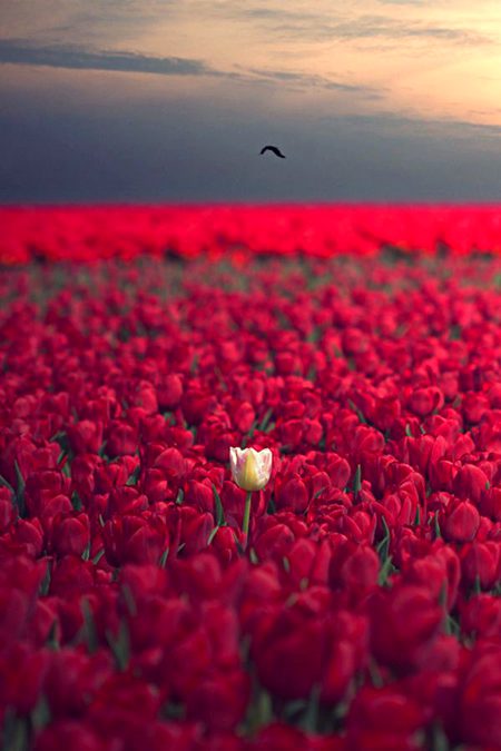 Beautiful Nature image
