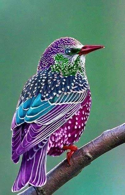 Beautiful Nature image