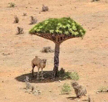 thar parkar