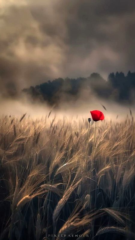 Beautiful Nature image