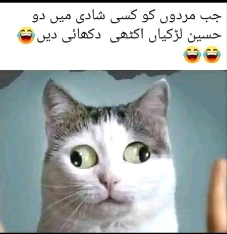Memes & Satire image