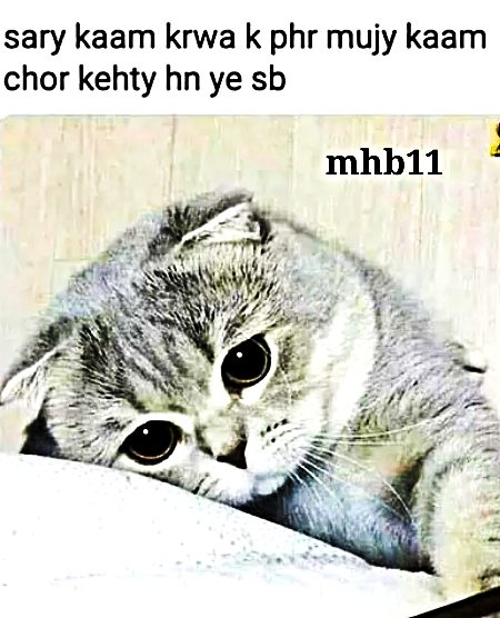 Damadam Roasting image