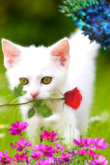 Beautiful Nature image
