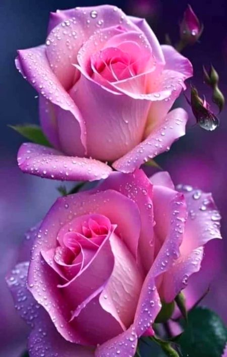 Beautiful Nature image