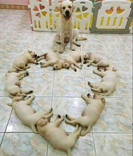 The lovely family of 🐕🐶