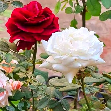 Beautiful Nature image