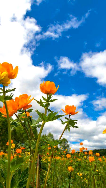 BEAUTIFUL NATURE