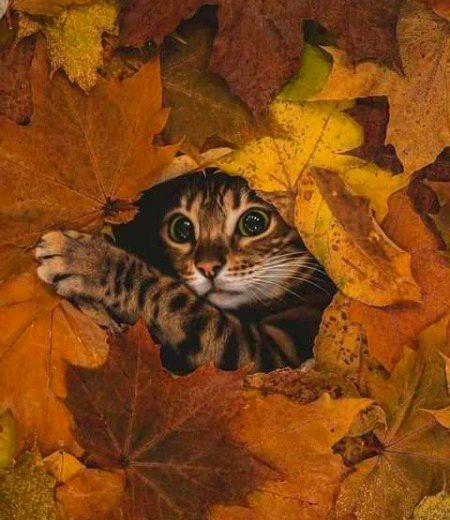 Beautiful Nature image