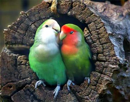 Beautiful Nature image