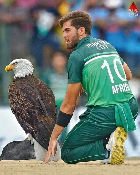 Pakistani Celebs image